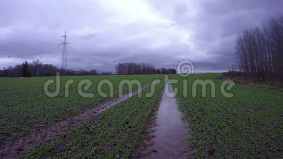 秋雨过后田野上有年轻的小麦和拖拉机的足迹视频的预览图
