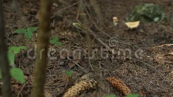 森林地面蘑菇视频的预览图