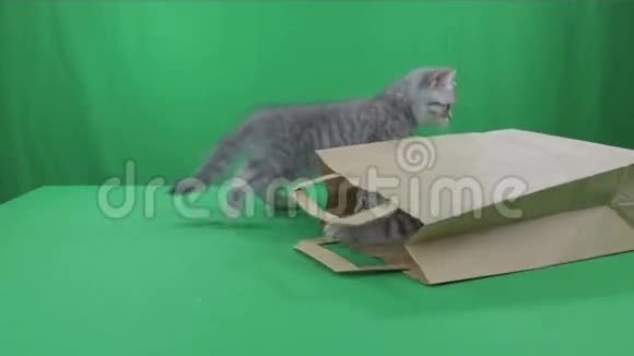 美丽的小猫苏格兰折叠纸袋绿色屏幕股票视频视频的预览图