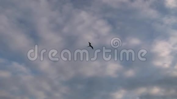 护卫鸟飞过加拉帕戈斯群岛上空视频的预览图