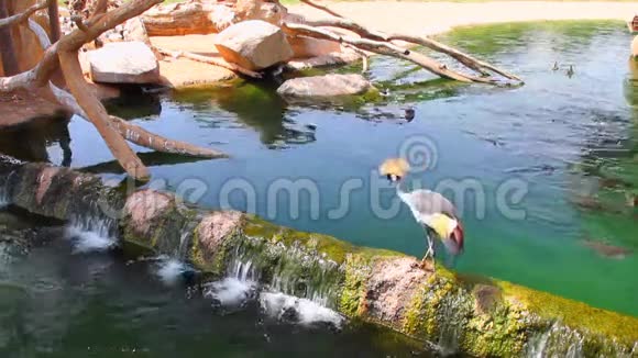 皇冠起重机在大坝上行走西班牙巴伦西亚生物公园视频的预览图