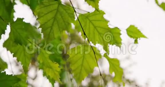 绿色的桦树叶在风中移动视频的预览图