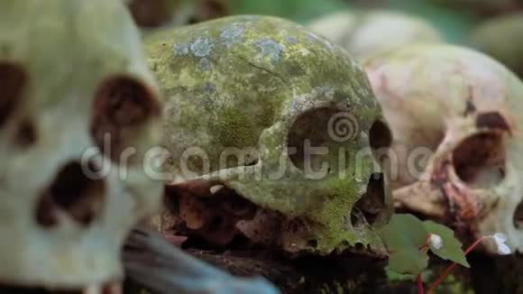 在Trunyan公墓的一排青苔老头骨里有一个粉红色的人头骨视频的预览图