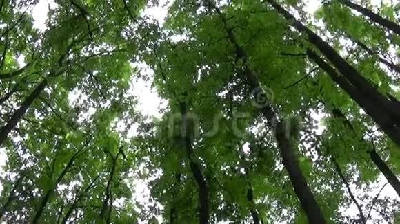 森林中的树梢镜头移动相机全景与斯塔迪加姆视频的预览图