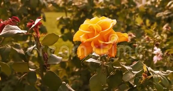 秋天的玫瑰园秋天的玫瑰花视频的预览图