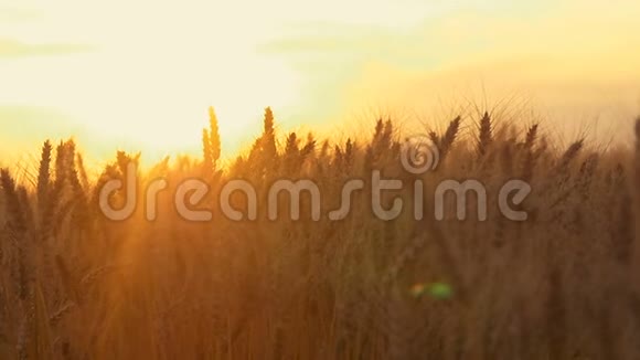 日落时阳光照耀下的黄色麦穗特写视频的预览图