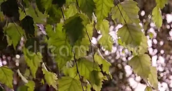 落叶林阳光透过桦树的叶子照耀视频的预览图