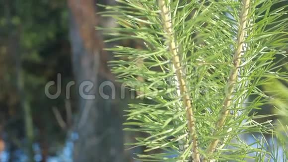 夏天的松针特写镜头阳光下的松树枝常绿树树树视频的预览图