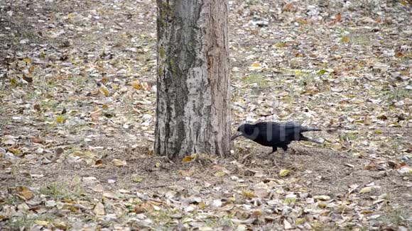 乌鸦在落叶中寻找食物视频的预览图