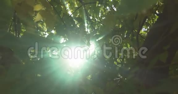 大自然模糊的绿色波克光透过树叶遮篷向上看背景模糊与太阳耀光秋园视频的预览图