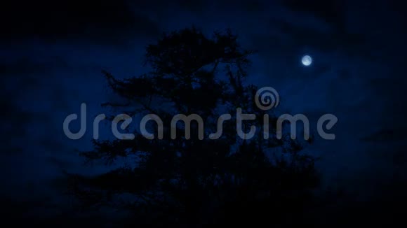 夜晚与月亮的树剪影视频的预览图