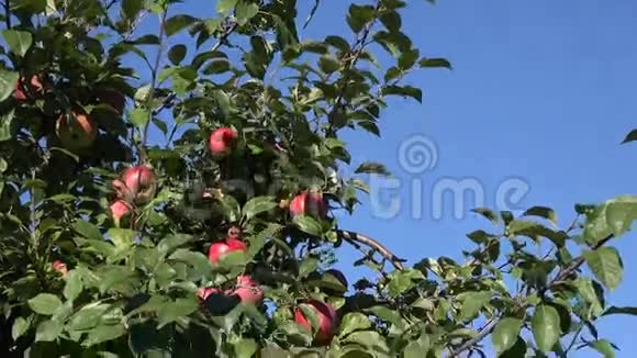 成熟的红苹果长在绿色的枝叶上映衬着蓝天倾斜下去4K视频的预览图