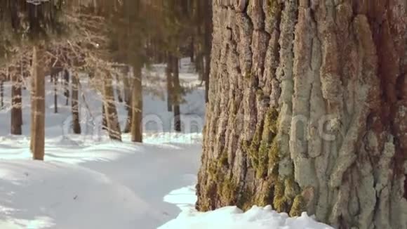 冬天的橡树冬天森林里的树特写镜头树干树树皮视频的预览图