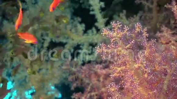 红海软珊瑚中的鱼群视频的预览图