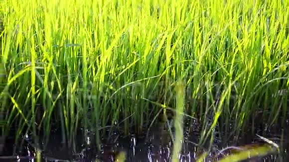多利滑块和关闭拍摄自然新鲜水稻在稻田农场泰国视频的预览图