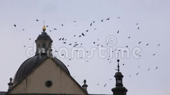 在阴天乌鸦群飞到巴洛克式古教堂的圆顶上视频的预览图