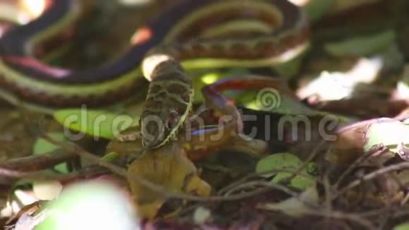 沙蛇吃青蛙视频的预览图