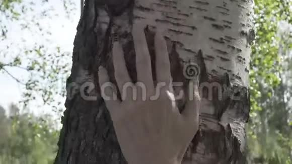 雌性的手抚摸着桦树树干视频的预览图