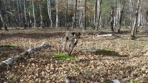 狗在森林里玩棍子视频的预览图