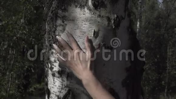 雌性的手抚摸着桦树树干视频的预览图