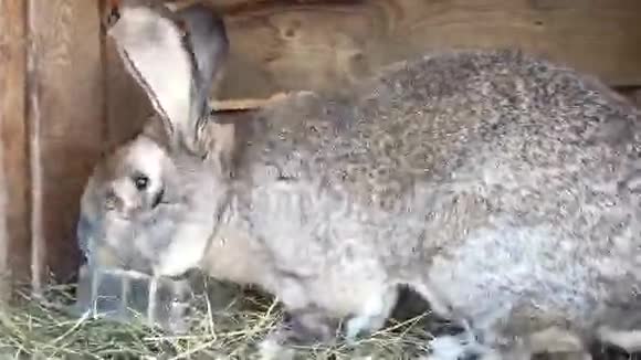木笼里可爱的灰兔视频的预览图
