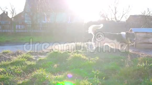 一条狗在链子上美丽的阳光视频的预览图