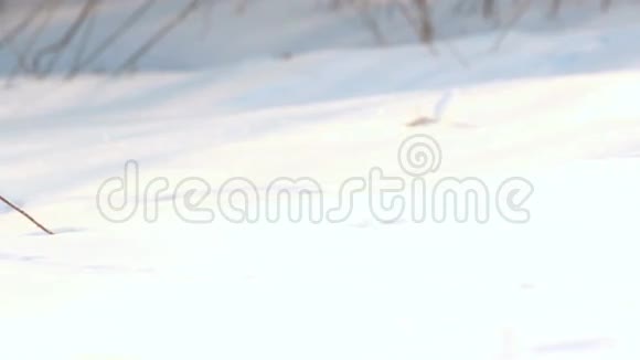 雪中的干燥植物雪地里的草冬天在雪覆盖的田野上干草视频的预览图