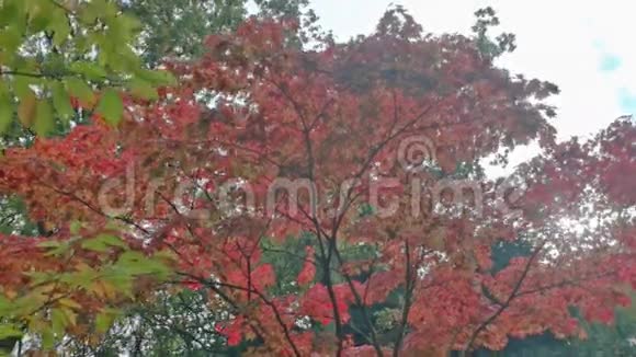 公园绿叶中的红枫树视频的预览图