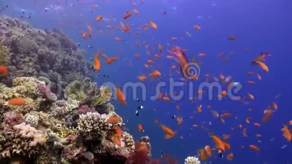 红海海底珊瑚礁背景上的鱼群橙色视频的预览图