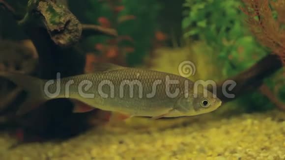水下的淡水鱼蟑螂视频的预览图