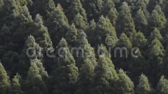 森林大震动视频的预览图