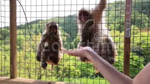 喂日本猕猴视频的预览图