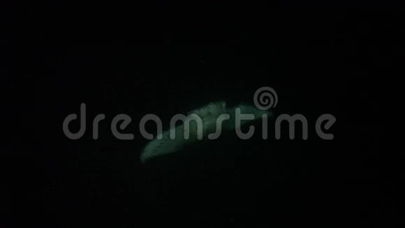 曼塔雷筒在夜间喂食时滚动视频的预览图