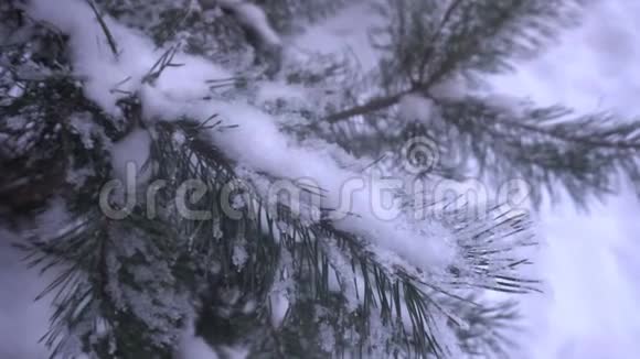美丽的白雪覆盖的树木和覆盖着白霜的松针视频的预览图