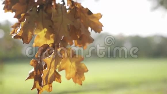 年轻的女人手在田野里摸树叶户外视频的预览图