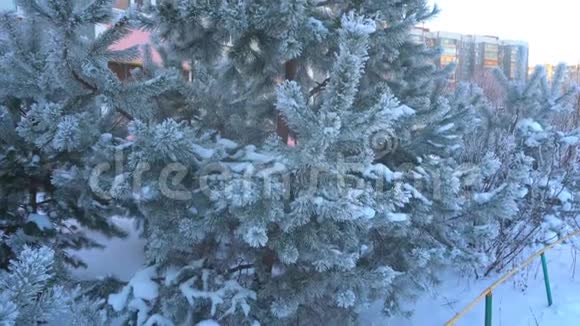 美丽的白雪覆盖的树木和覆盖着白霜的松针视频的预览图