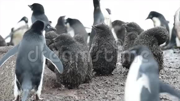 阿黛丽企鹅和小鸡视频的预览图