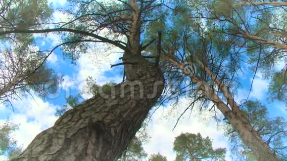 蓝天上绿松顶的夏日森林视频的预览图