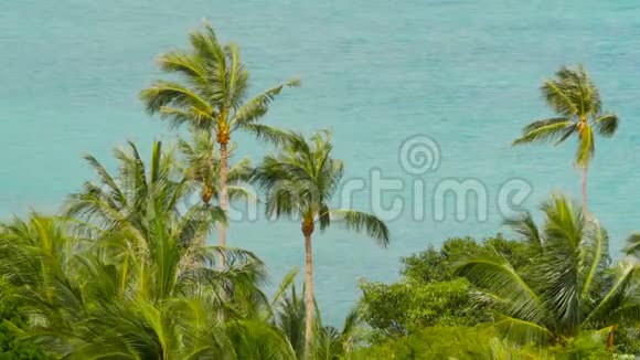 热带海岸有异国情调的椰子绿棕榈树和蔚蓝的海水视频的预览图
