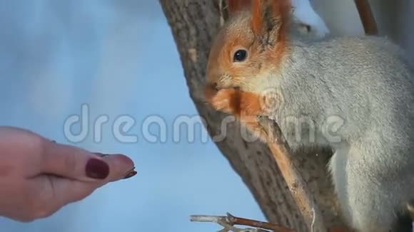 松鼠吃种子视频的预览图