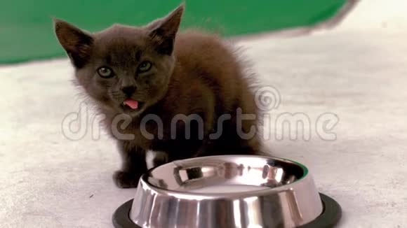 小猫坐在牛奶碗旁边视频的预览图