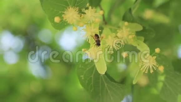在花园里阳光明媚的日子里在盛开的林登花上的蜜蜂视频的预览图