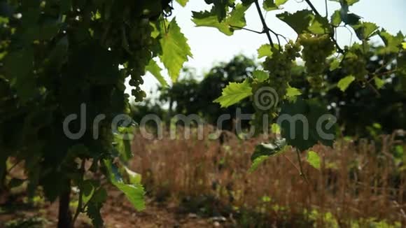 在麦穗背景下葡萄叶的阴影下生长的葡萄视频的预览图
