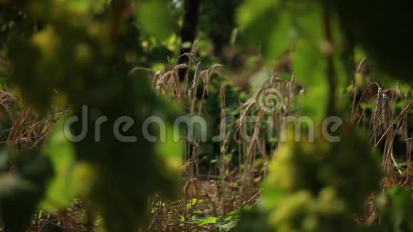 透过绿色的藤叶和一束葡萄可以看到麦穗视频的预览图