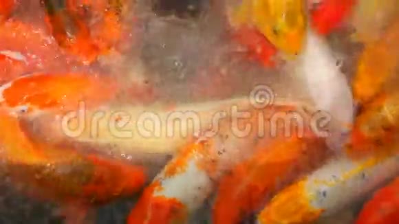 南山公园锦鲤鱼过多视频的预览图