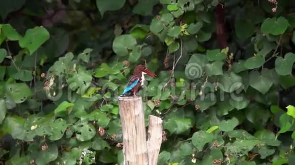 白喉翠鸟栖息在树枝上视频的预览图