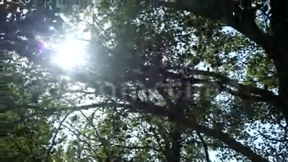 阳光透过树木和森林的树枝照射奇异植物的美丽背景视频的预览图