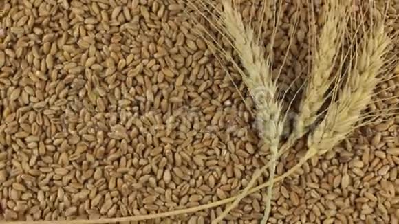 小麦小穗在麦粒上的旋转视频的预览图