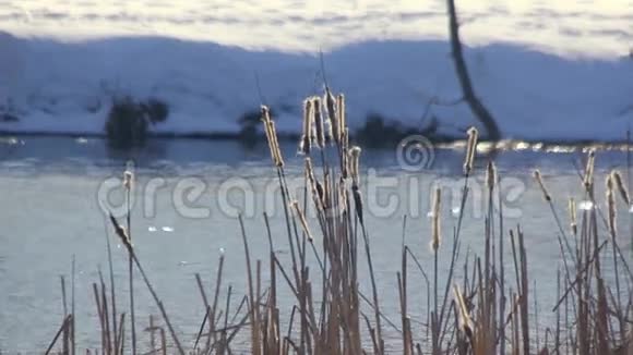 冬天的湖干燥的芦苇在冬天会枯萎冬季景观冬季河岸视频的预览图