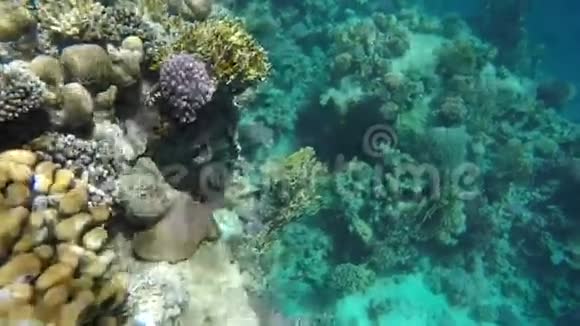 海洋动植物视频的预览图